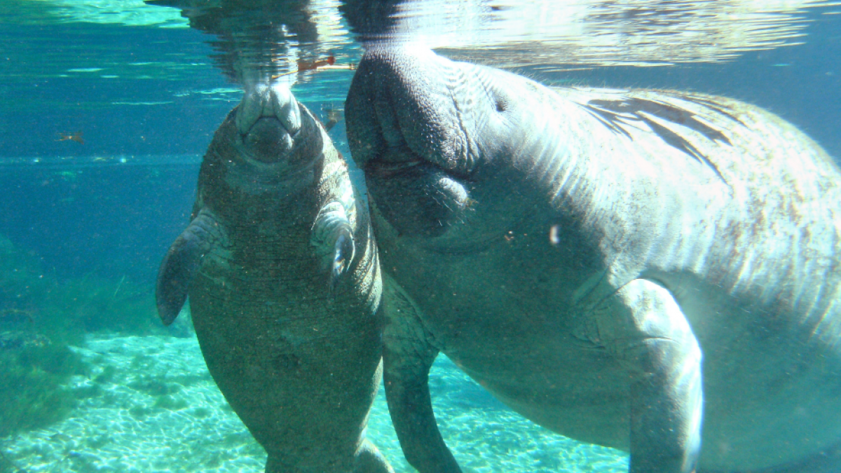 two manatees