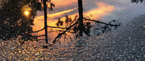 Screen Shot 2020  06  17 at 1.53.00 PM 