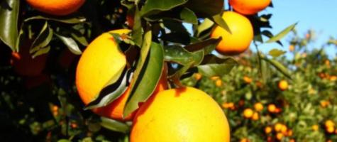 a.  oranges  1280x720 