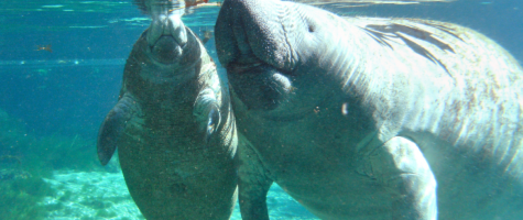 two manatees