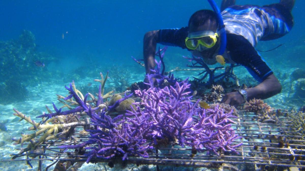 CoralFarming  WorldFish  1024x576 