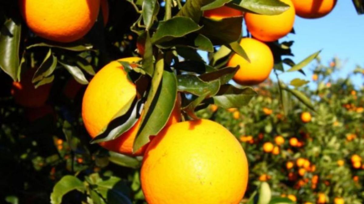 a. oranges 1280x720