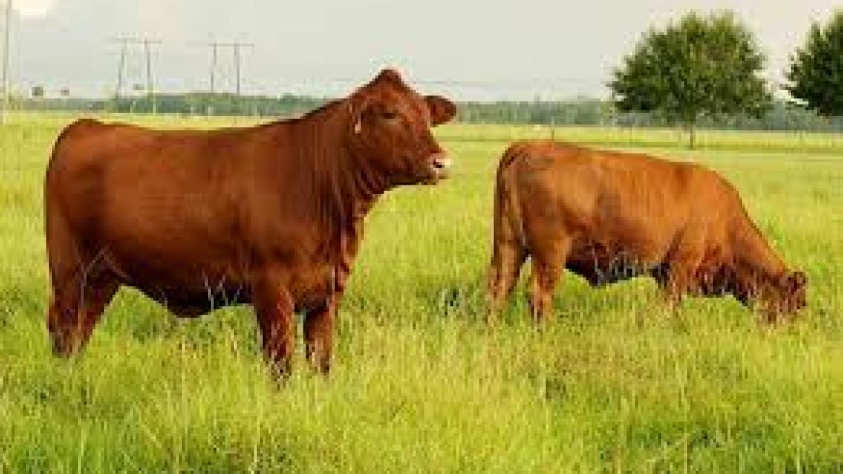 cattle