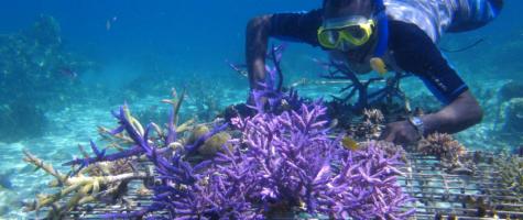 CoralFarming  WorldFish  1024x576 