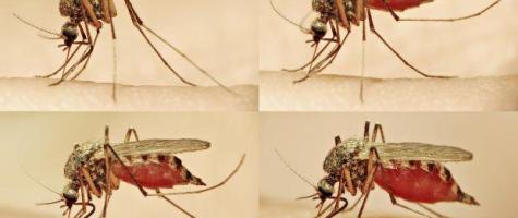 mosquito1 